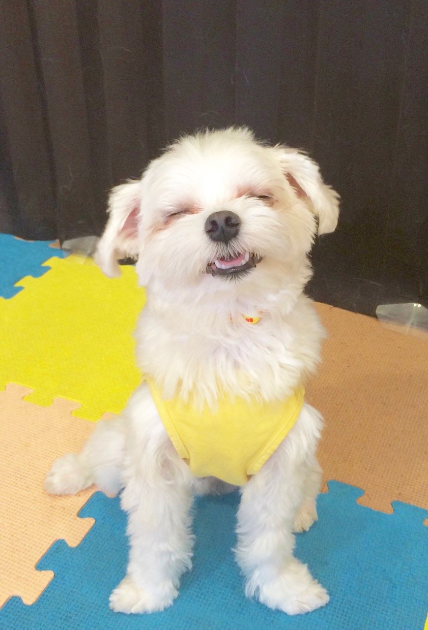 イヌのコト学ぶトコのコンセプトイメージ