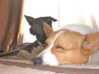 犬が落ち着いてエクササイズに取り組む様子