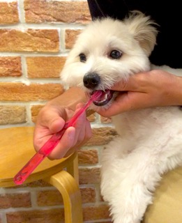 犬の歯みがきを練習している様子