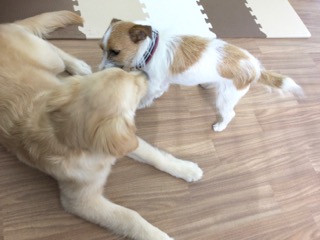 子犬同士がふれあう子犬のための教室の様子
