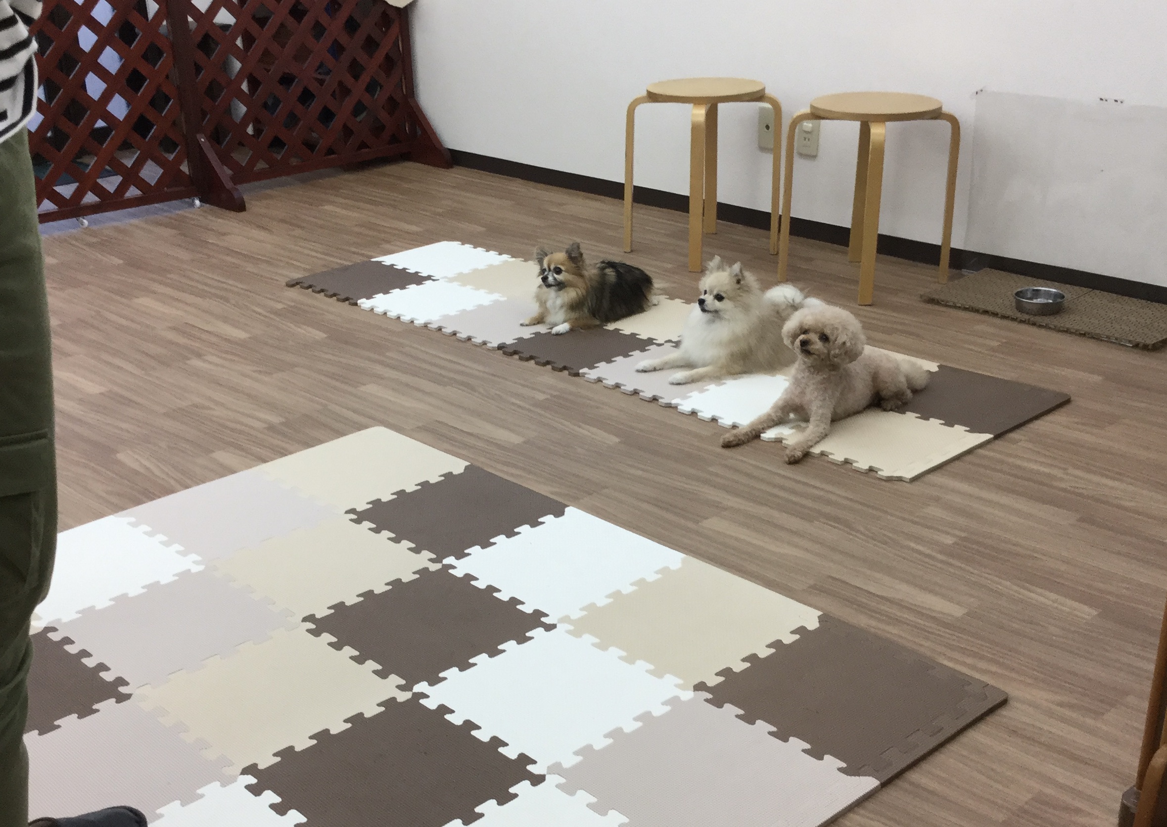 しつけ教室でトレーニングする犬たちの様子