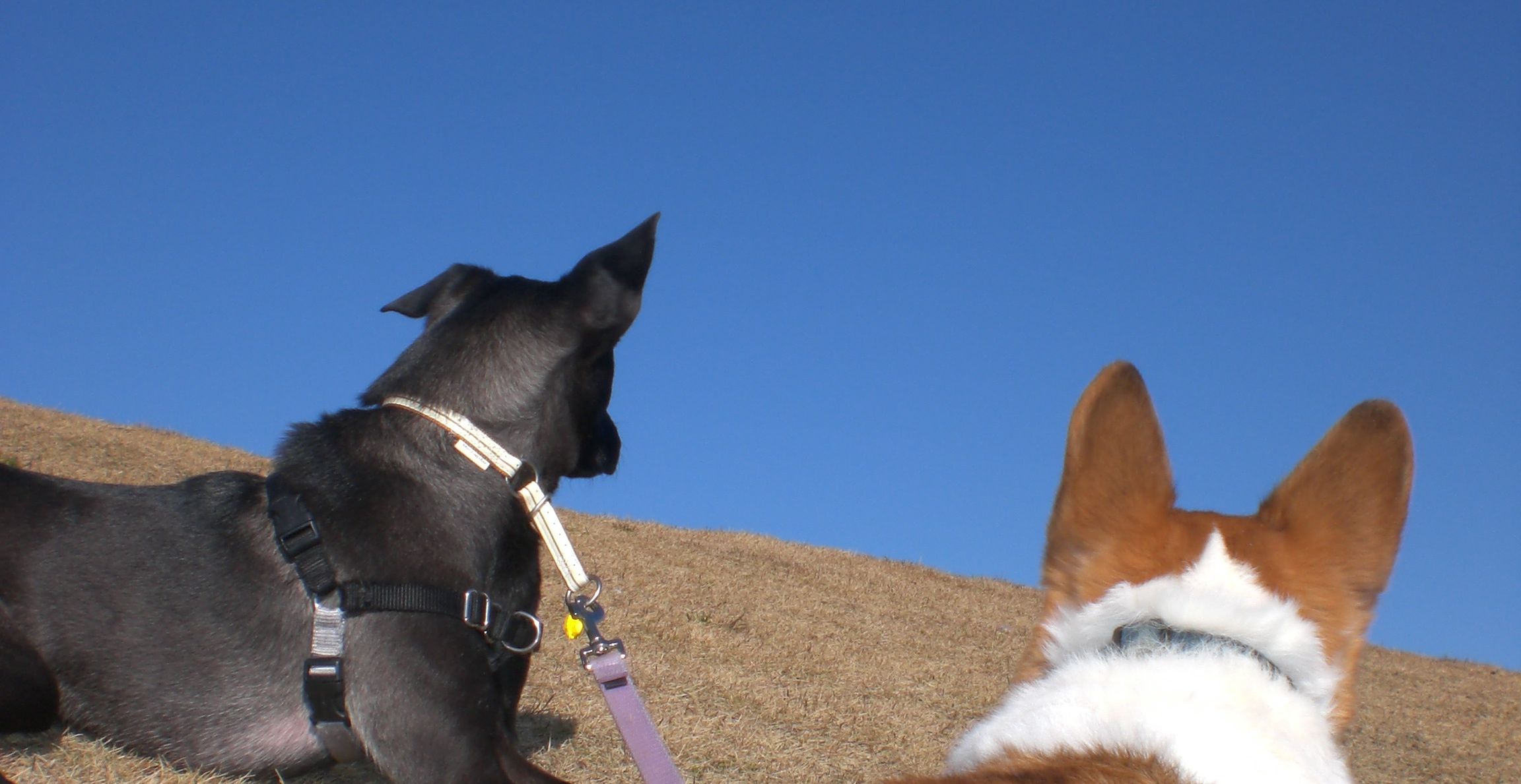 犬たちが空を見上げている写真